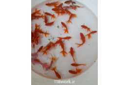 تولید سنبل گندم  پخش ماهی قرمز یکتا در کرج