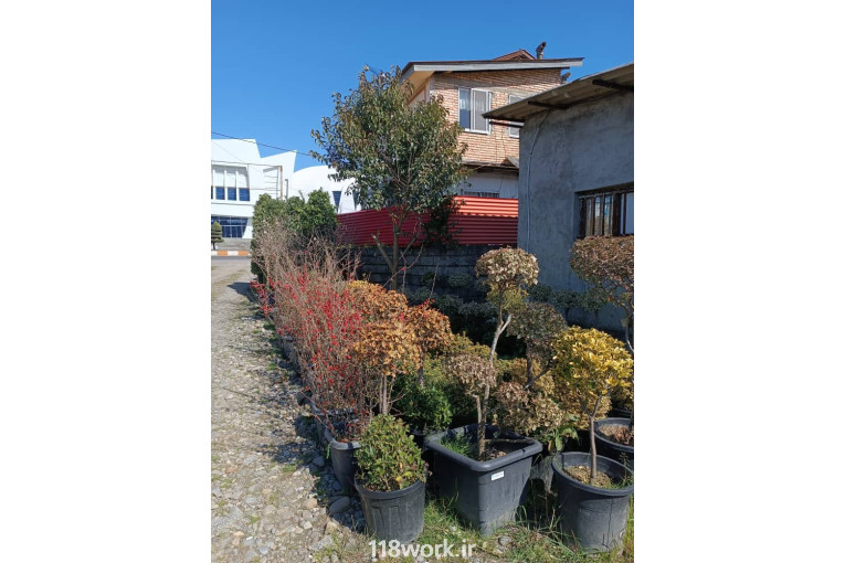 گلکده برادران شیرودی در تنکابن