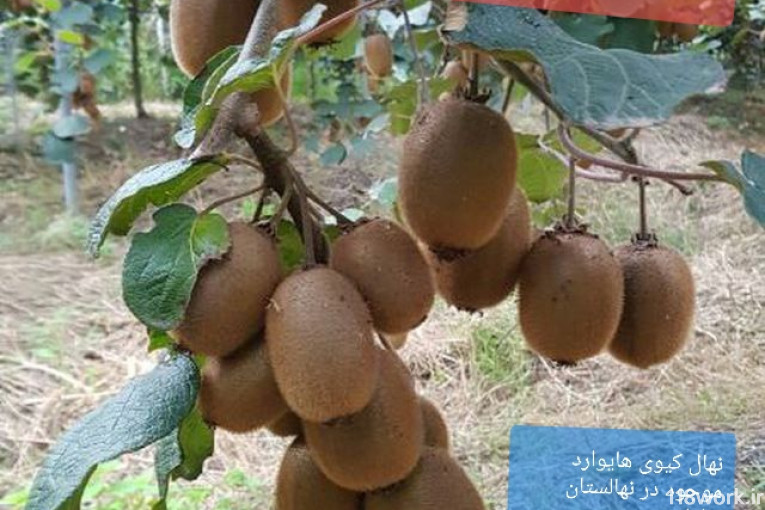 نهالستان ساداتی در قائمشهر