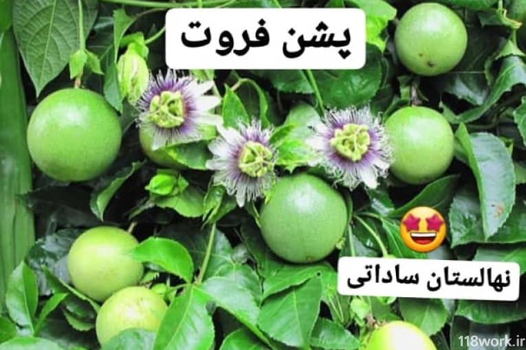 نهالستان ساداتی در قائمشهر