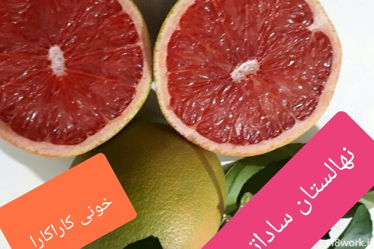 نهالستان ساداتی در قائمشهر