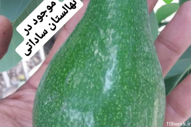 نهالستان ساداتی در قائمشهر