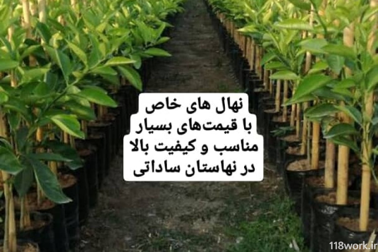 نهالستان ساداتی در قائمشهر