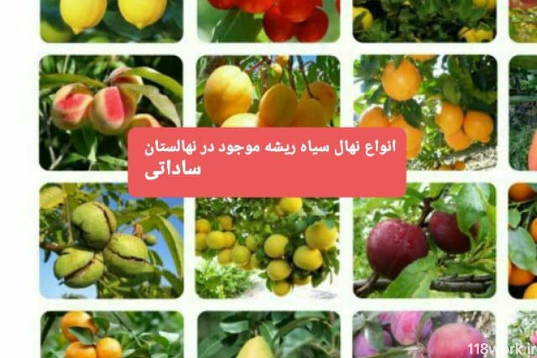 نهالستان ساداتی در قائمشهر