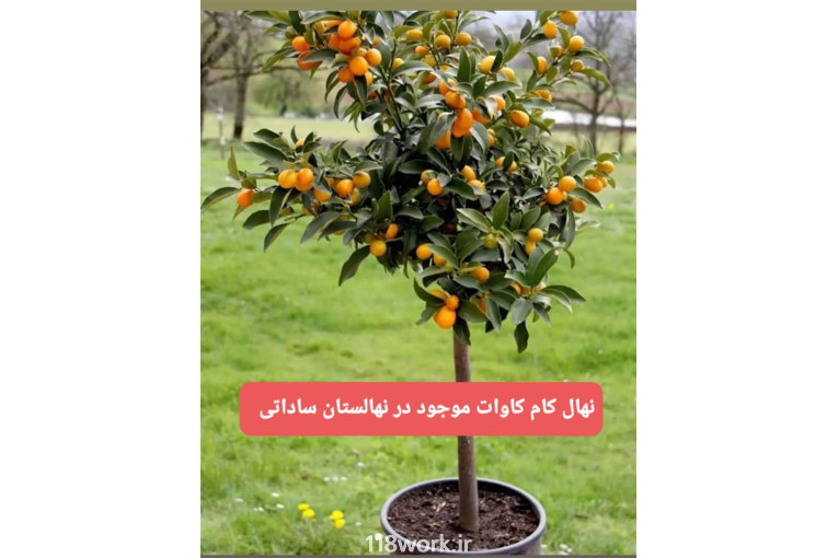 نهالستان ساداتی در قائمشهر