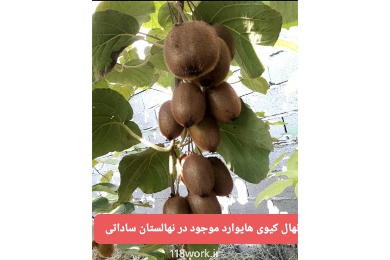 نهالستان ساداتی در قائمشهر