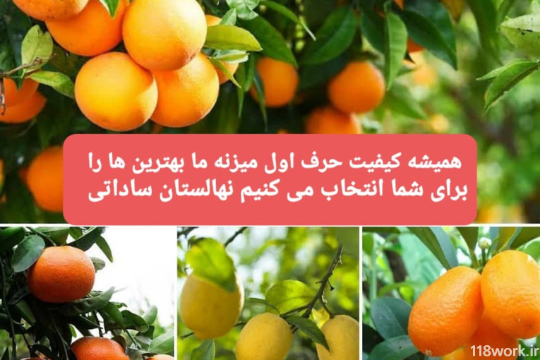 نهالستان ساداتی در قائمشهر