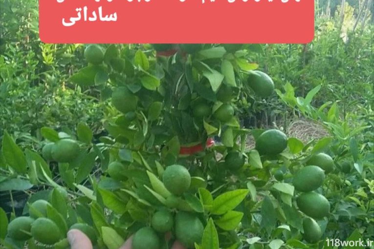 نهالستان ساداتی در قائمشهر