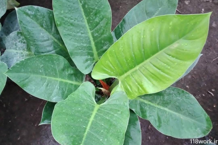 گلخانه سید محمودی در چالوس