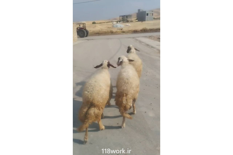 دامداری احسان پیره در کرمانشاه
