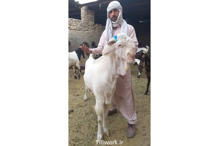 خرید و فروش میش چینی و بزهای سلطنتی در زاهدان