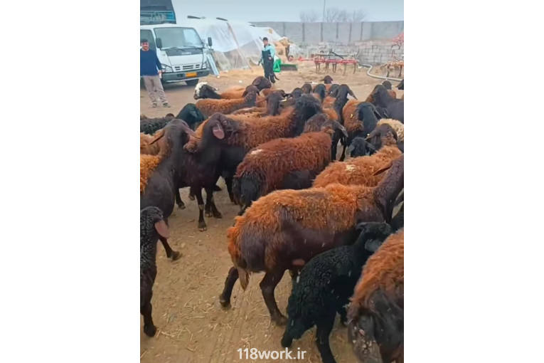 میدان دام صنعتی ایمانی در ملکان