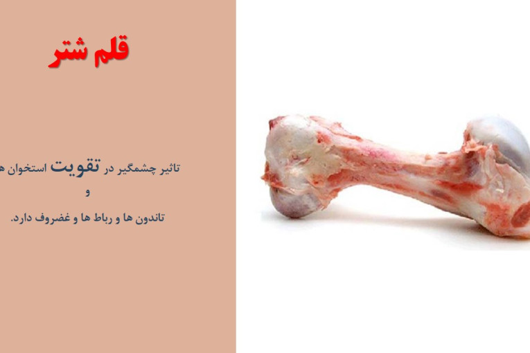 تولید و فروش شیر و دوغ شتر آسایش در سراسر ایران