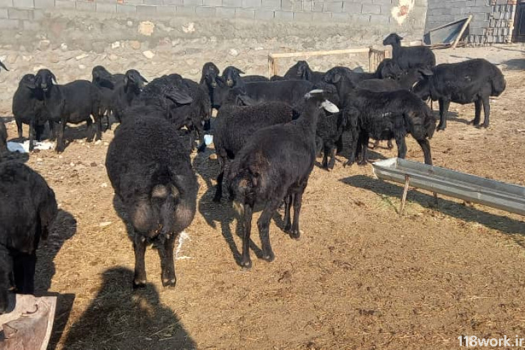 دامداری قره قزل بهنام در ممقان تبریز