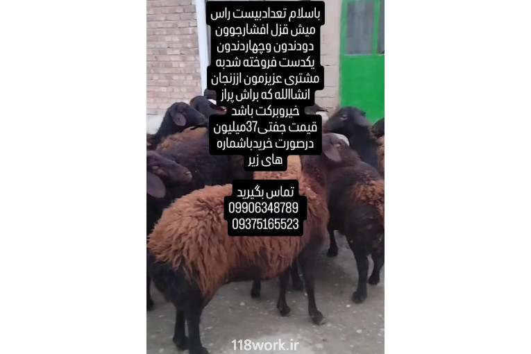 دامداری دام سبک نریمانی در میاندوآب