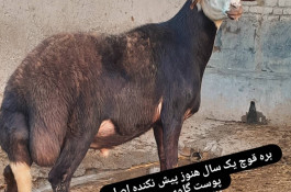 دامداری امیرحسین لری در بروجرد