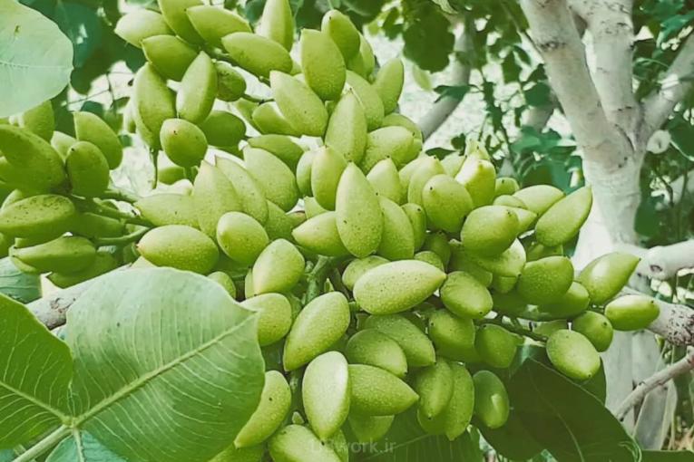 پسته پیشرو رسولی در مهاباد